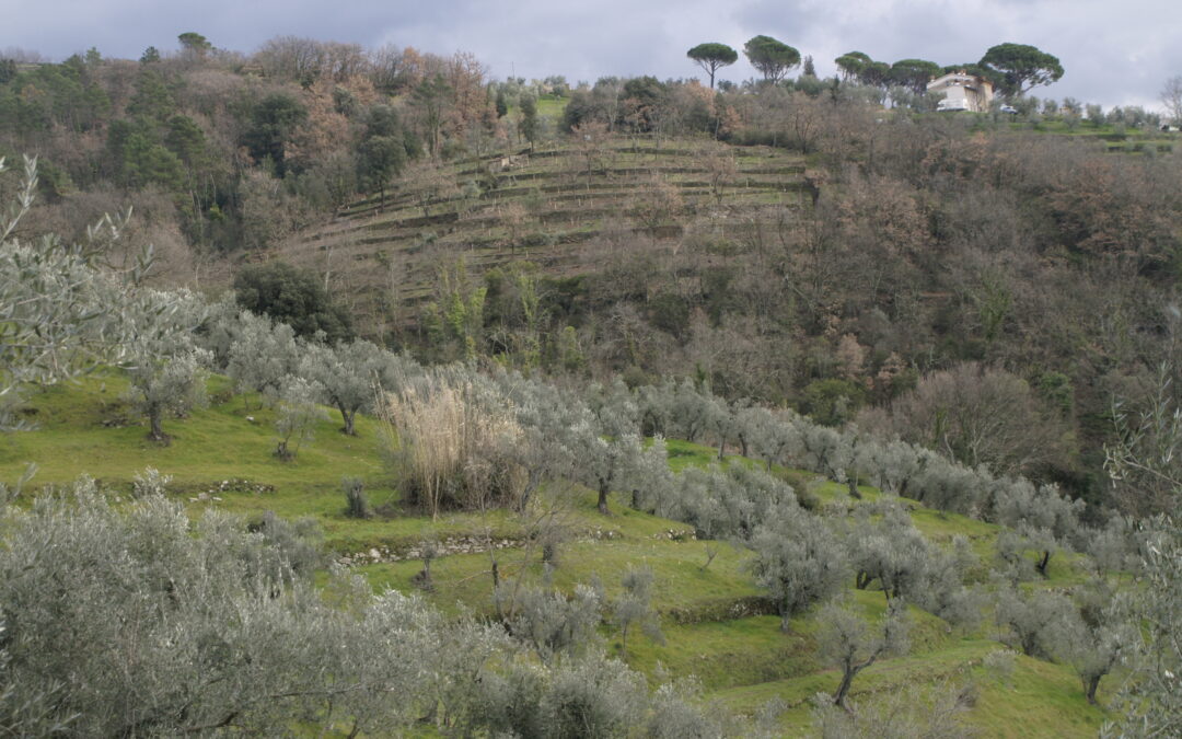 Corso sulla tecnica costruttiva in pietra a secco: 6-8 e 13-15 settembre 2024, Lamporecchio PT